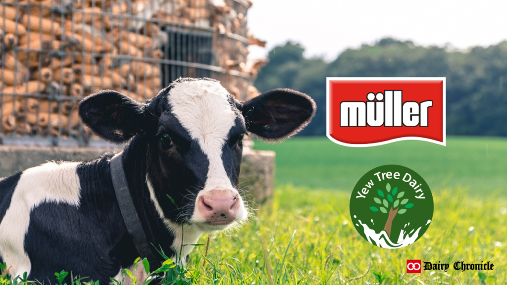 Logos of Muller and Yew Tree Dairy beside a calf sitting on the ground