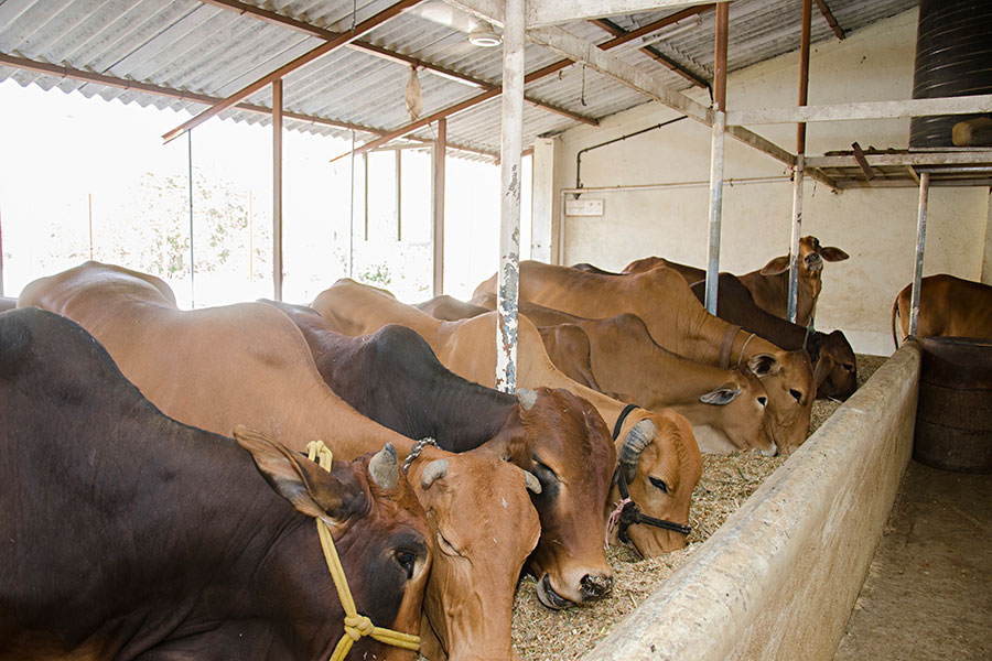 Group of Cows Feeding in a Barn