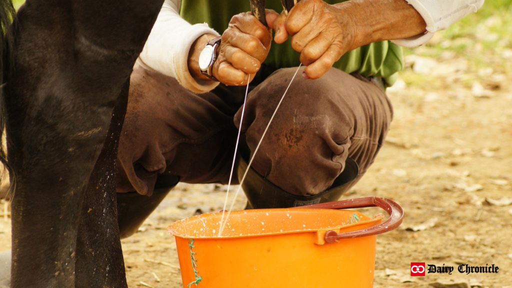 Person milking a cow by hand