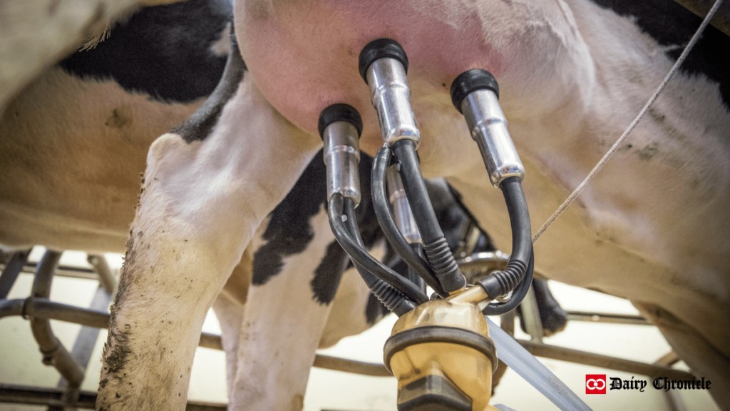 Rotary Milking Systems in use