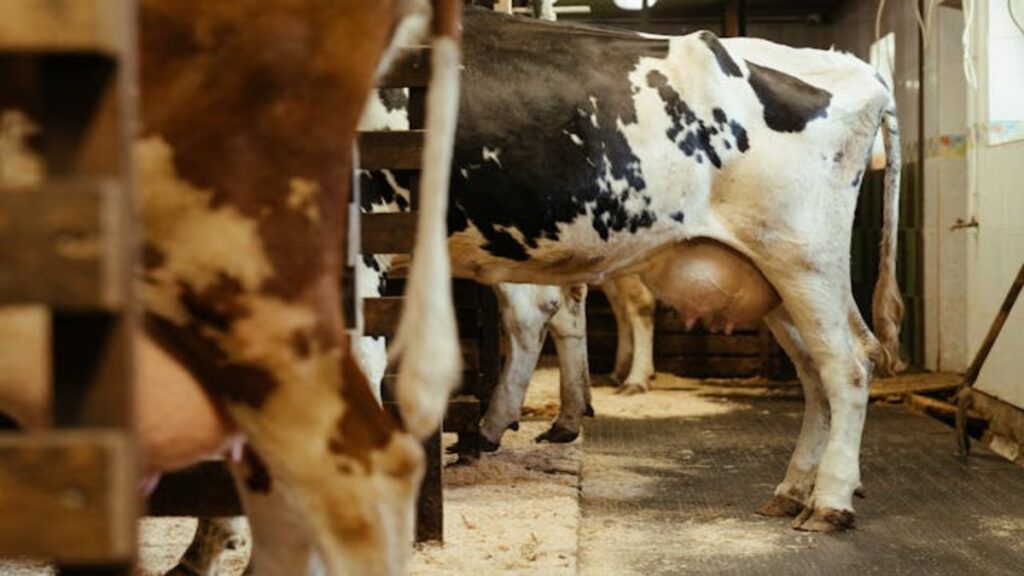 Cows standing in a barn showing udder health