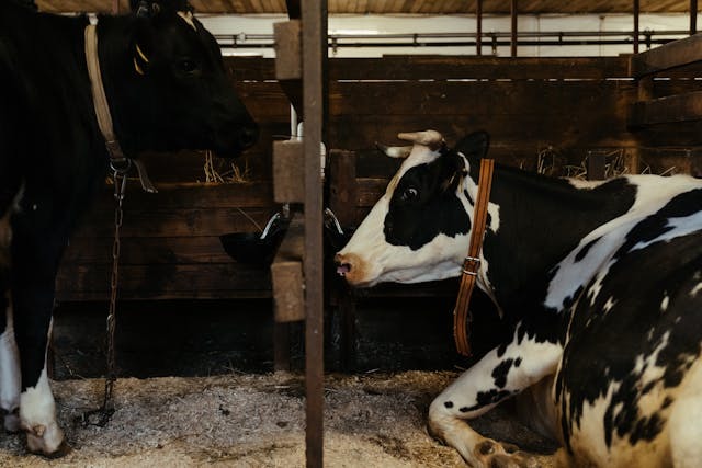 Two cows in a barn with straw bedding-one standing, one sitting