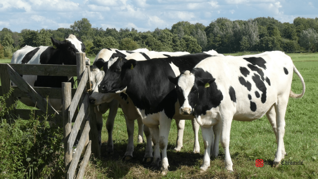 Southland dairy farm with cows grazing, reflecting stable sales and resilient market.