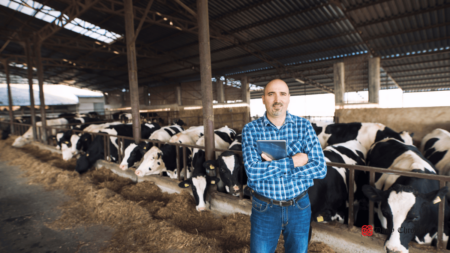 A barn full of dairy cattle grazing, with a man standing and holding a notebook in his hand