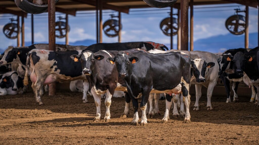 A group of cows standing in a field under the sun, experiencing heat stress