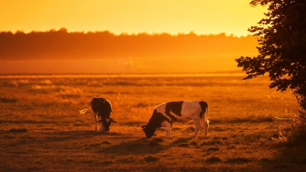 Two cows grazing on a field under the heat of the sun