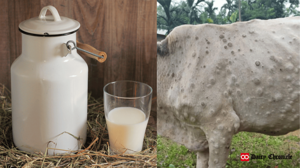 A milk container and a half glass of milk placed beside a diseased cow suffering from lumpy skin disease.