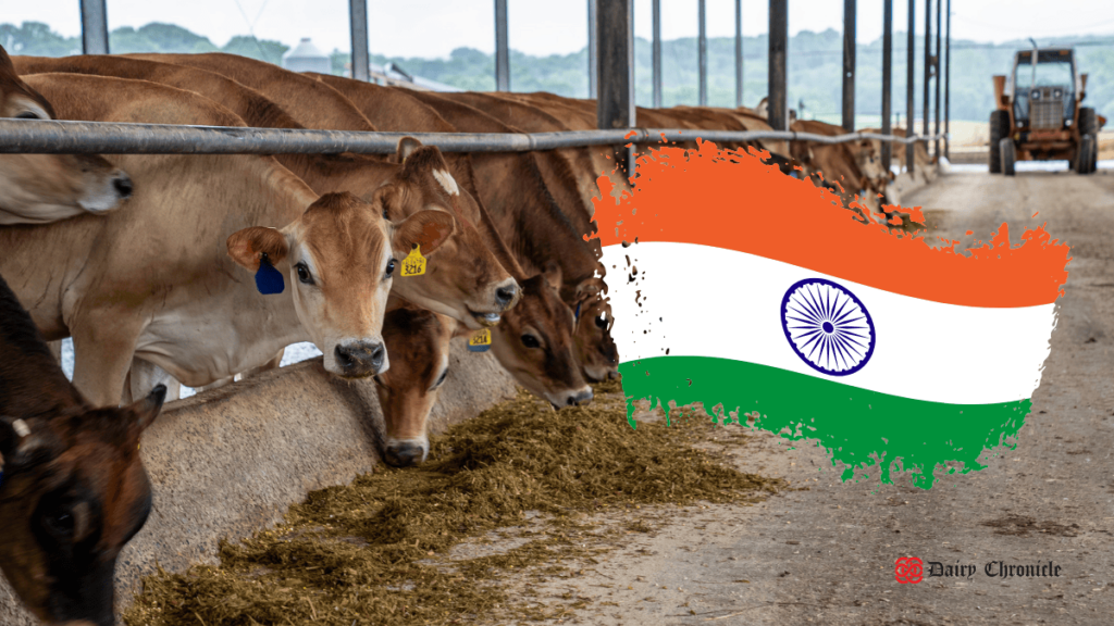 A herd of cows in a barn with the Indian flag in the background.