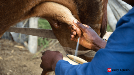 A cow being milked in a farm setting, with a focus on dairy farming.