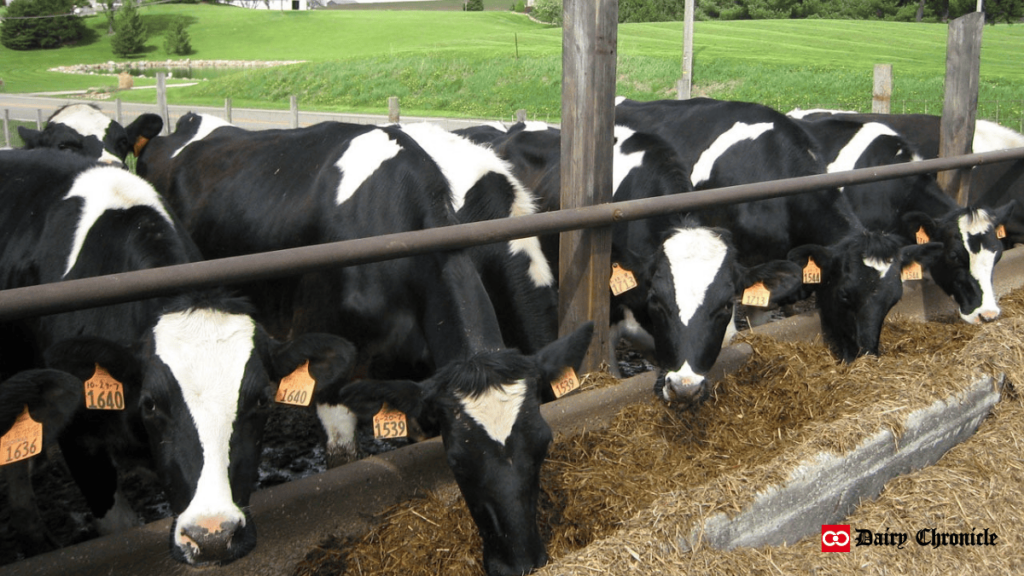 A modern dairy farm with cows and automated milking systems, showcasing advancements in dairy production.