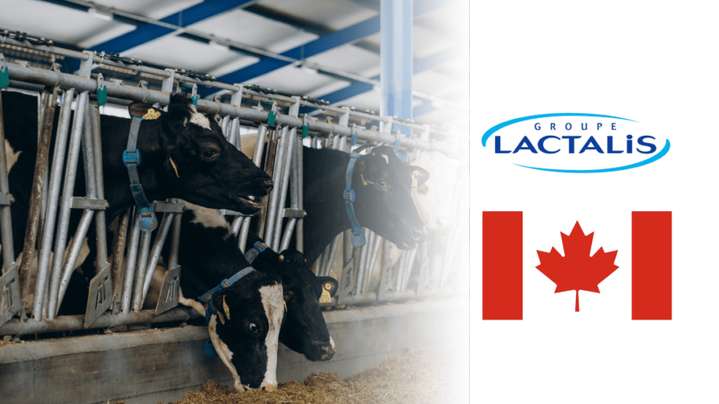 Lactalis logo and Canadian flag with cows in a barn