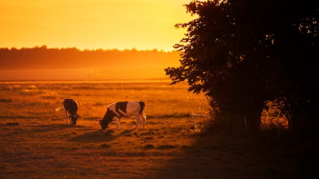 Dairy cattle suffering from heat stress