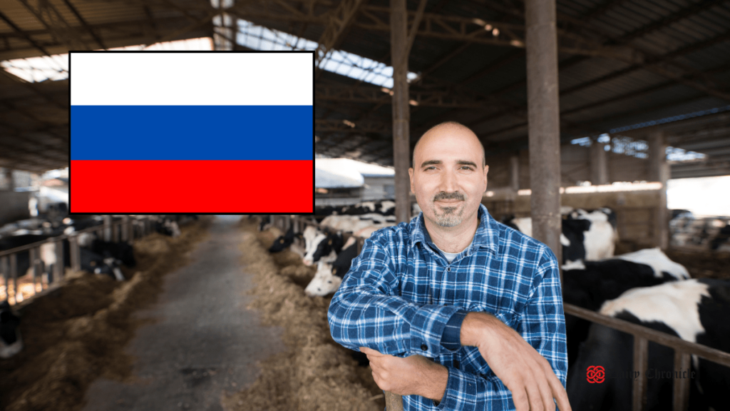 Russian dairy farm with cows and modern equipment