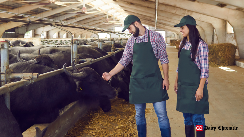 Buffaloes in a barn with caretakers