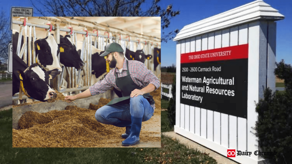 Barn of cows with a man feeding a cow, Ohio State University signboard in the background