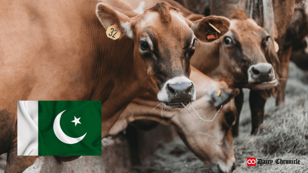 Flag of Pakistan with a group of cows in the background