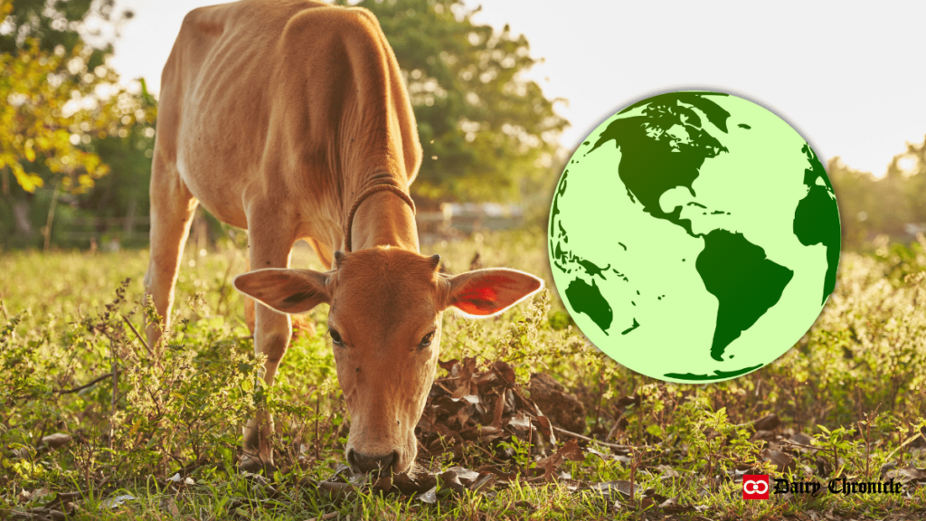 Cow's calf grazing on the field beside Earth image