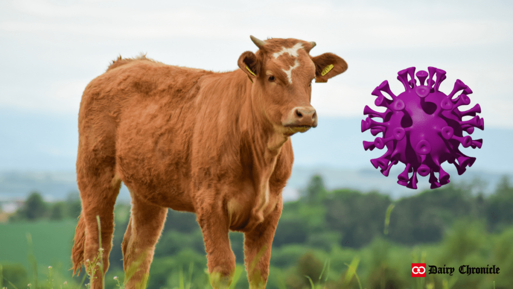 Cow standing next to a virus symbol representing H5N1 Avian Influenza outbreak in dairy cattle