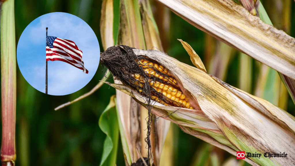 U.S. flag with corn plant symbolizing the impact of Trump's mass deportation plan on the dairy industry