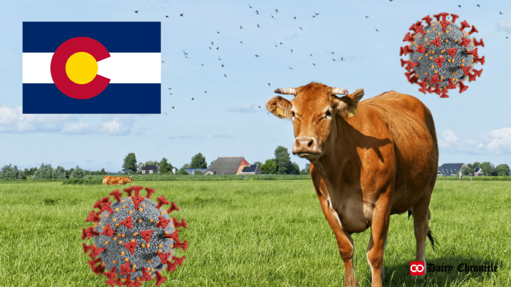 Cow standing on the ground with Colorado flag in the background and virus symbols, indicating mandatory HPAI testing for dairy farms