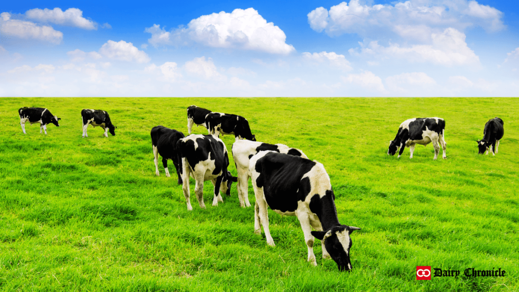 Dairy cattle grazing on green ground