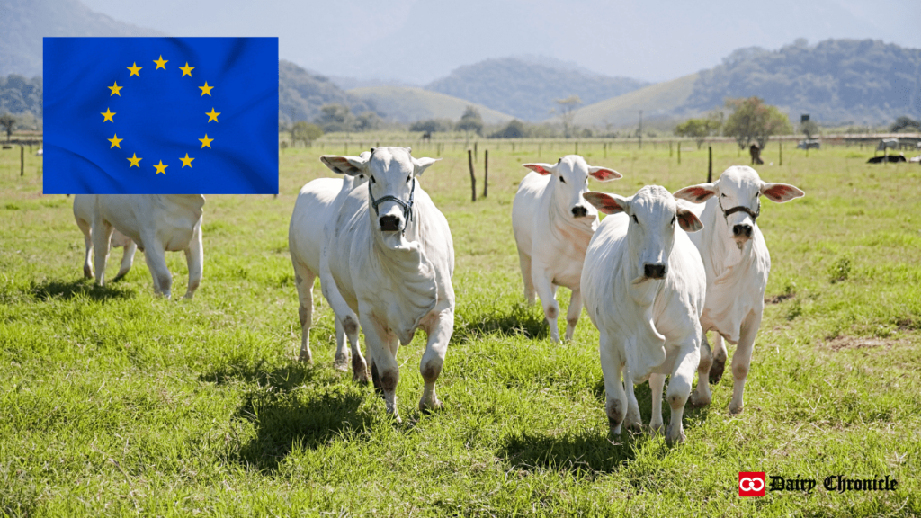 EU dairy cow numbers decline with forecasted production shrinkage in 2024