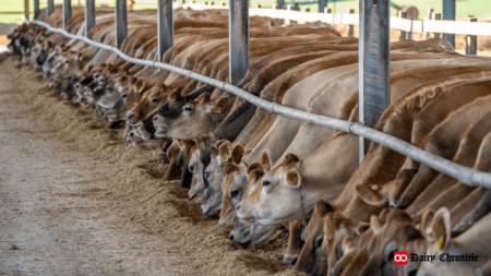 Bovaer methane-reducing feed additive for dairy cows under scrutiny