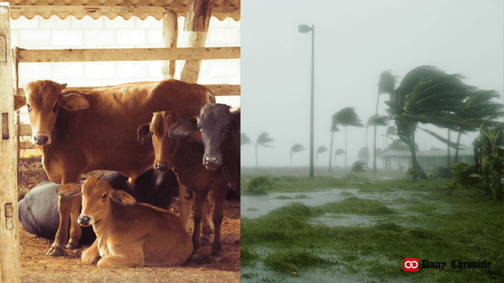 Barn with dairy cattle and calves beside heavy rain in a green area.