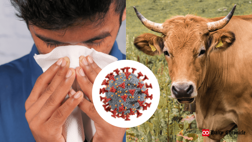 CDC confirms fourth human case of bird flu linked to dairy cow outbreak; shows virus symbol, dairy cow, and person with eye symptoms.