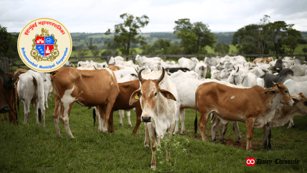 Group of cows on the ground with BMC logo in the corner.