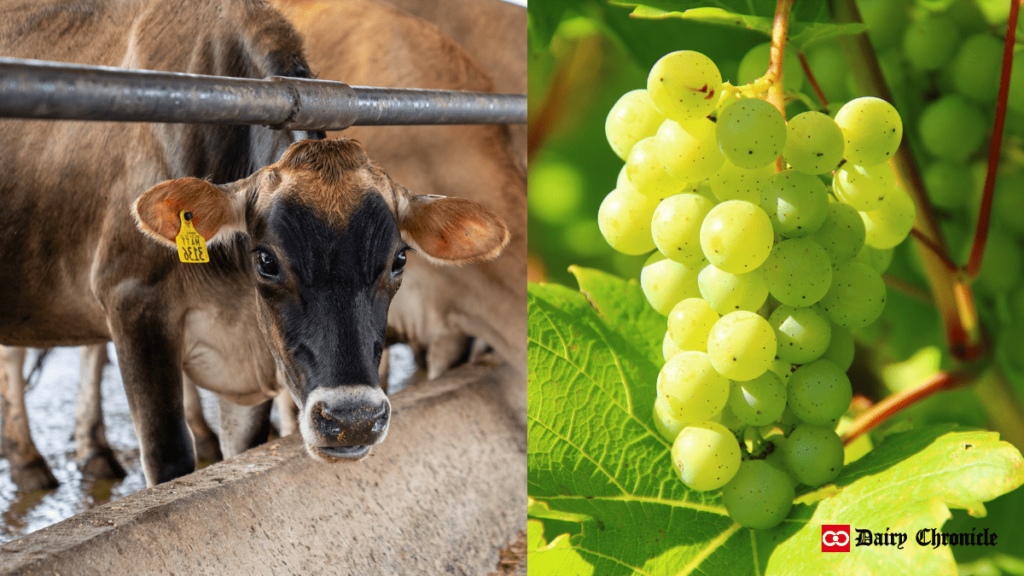 Grape pomace in dairy cattle feed with cows and grapes in the background