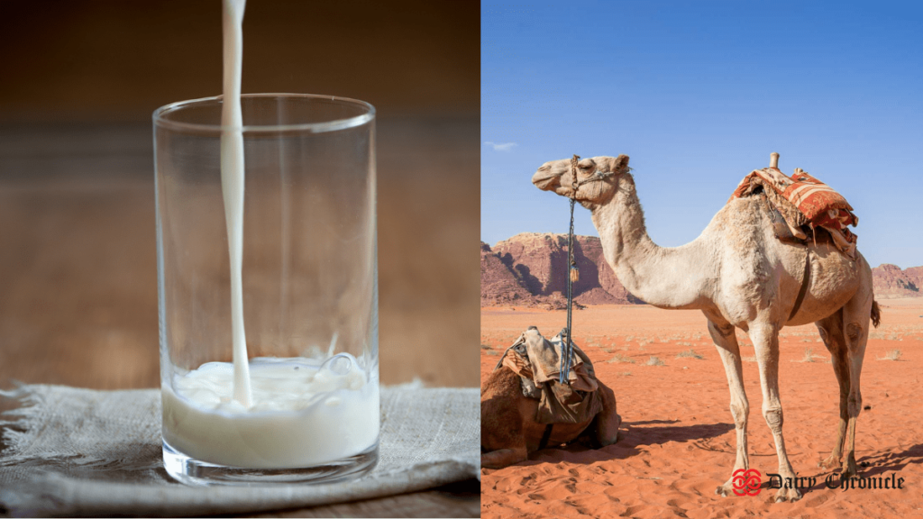 Glass of camel milk with a camel in the background