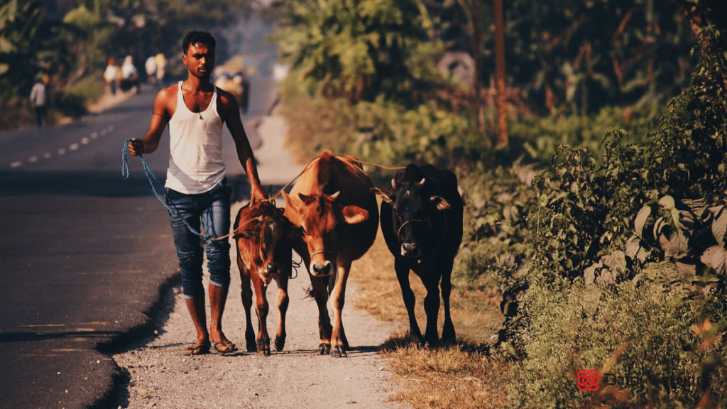 Dairy cattle and caretaker walking on road