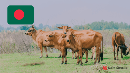 Group of cows grazing with the flag of Bangladesh in the corner