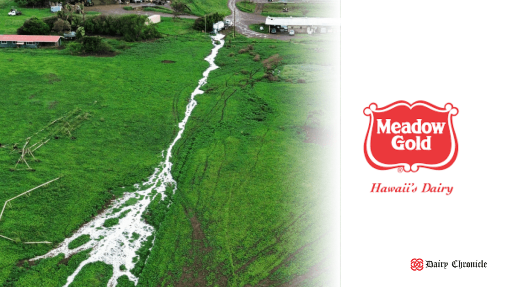 River Polluted with Dairy Waste and Hawaiian Meadow Gold Dairy Logo