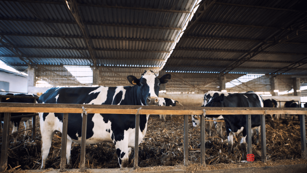 Barn of Cows with 2-3 Cows Grazing