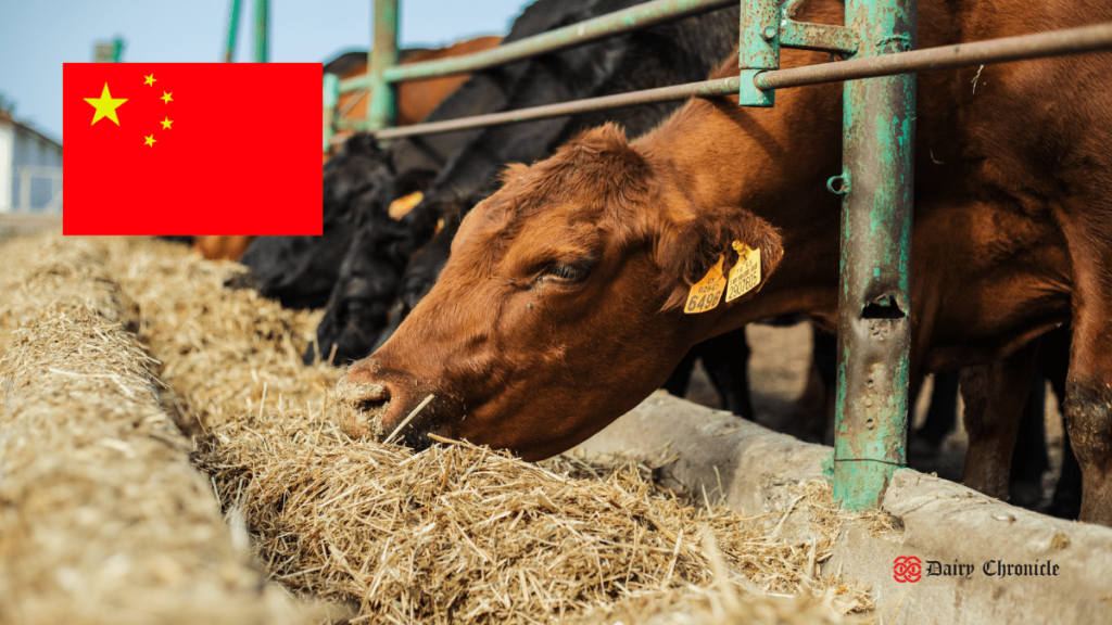 Dairy cows with China flag background and innovative farming tools in Xizang Autonomous Region.