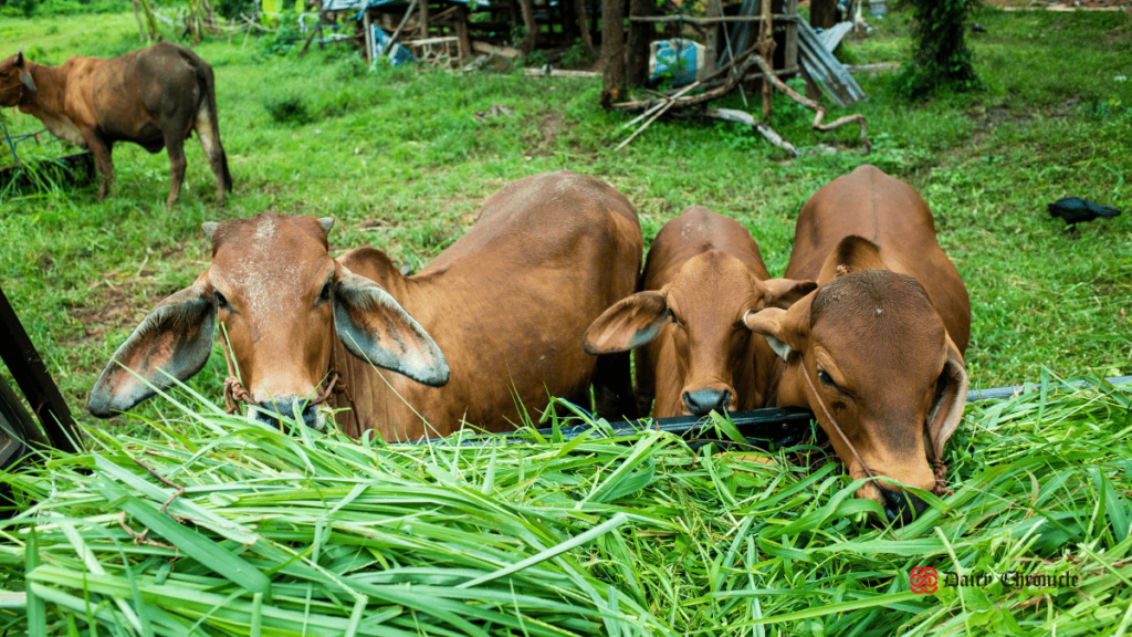 Calf feeding on fresh grass in a field, highlighting the importance of balanced nutrition for livestock in Maharashtra.