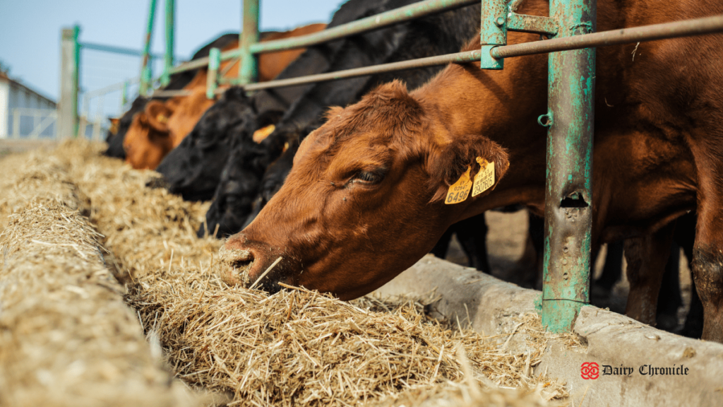 Cows feeding on grass in a pasture