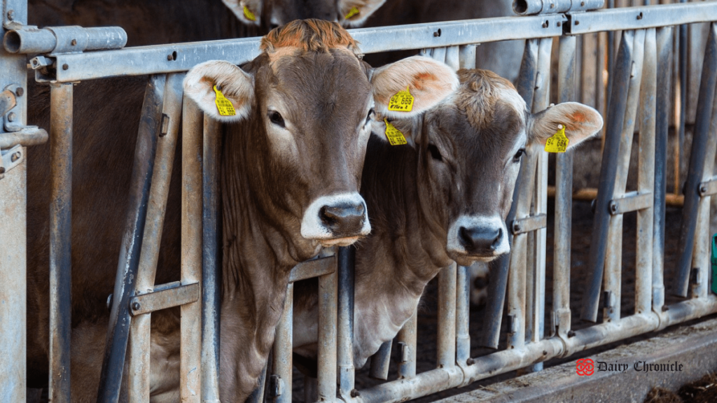 Two cows in a dairy farm setting, representing Haryana's subsidy program for starting dairy farms.