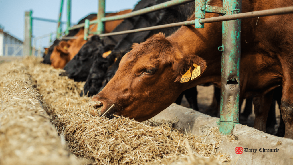 Cows grazing in a barn with a focus on silage