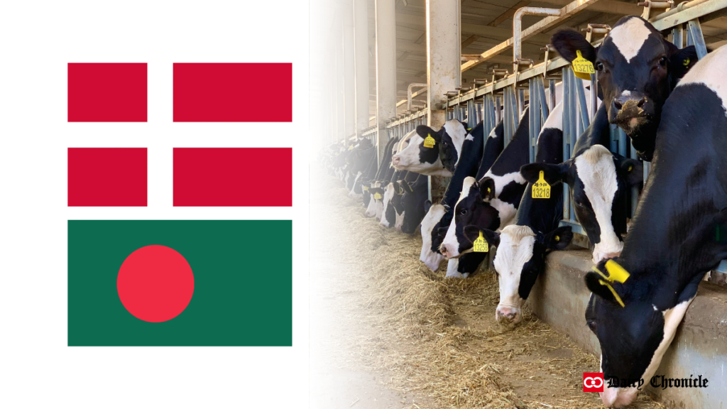 Denmark and Bangladesh flags beside a barn of dairy cattle