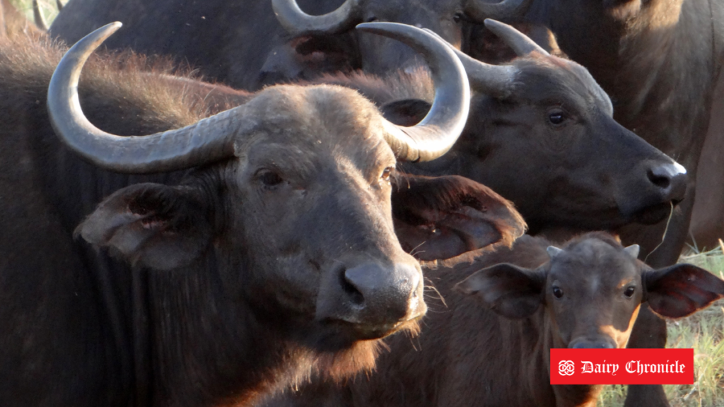 NDRI’s genetically edited buffalo embryos for climate resilience