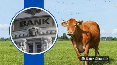 Dairy farmers facing financial distress and strategic exit options