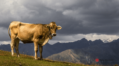 Cow standing on grass during monsoon season