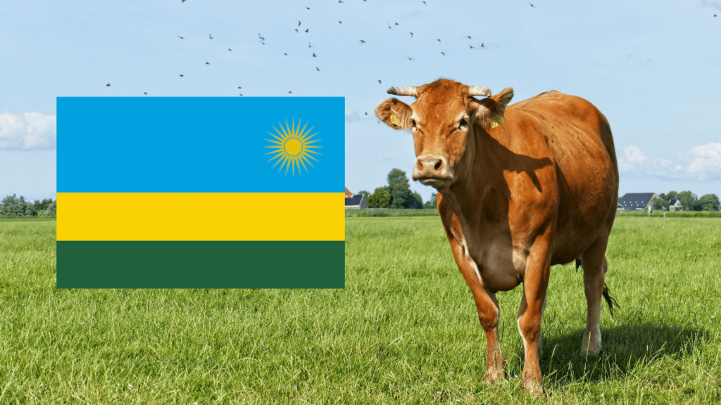 Rwanda’s $138 million RDDP II project for dairy modernization