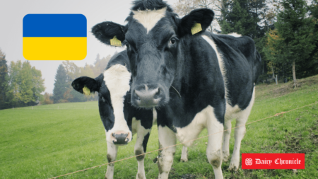 Cow with Ukrainian flag background