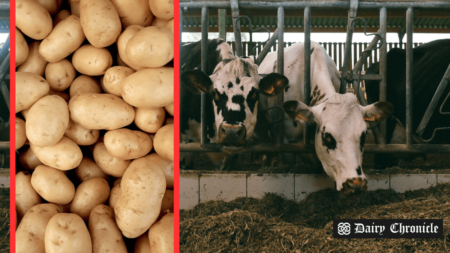 Overview of different feed supplements for dairy cattle, including potatoes, molasses, and silage, highlighting their energy content and wastage rates.