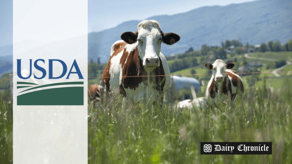 Dairy cows on a farm supported by USDA relief program after H5N1 outbreak.