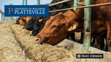 Pioneer Farm dairy cows using GreenFeed and robotic milker technologies.